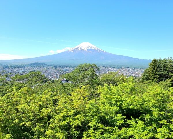 ぶどうの旬 – 山梨の恵みを中心に